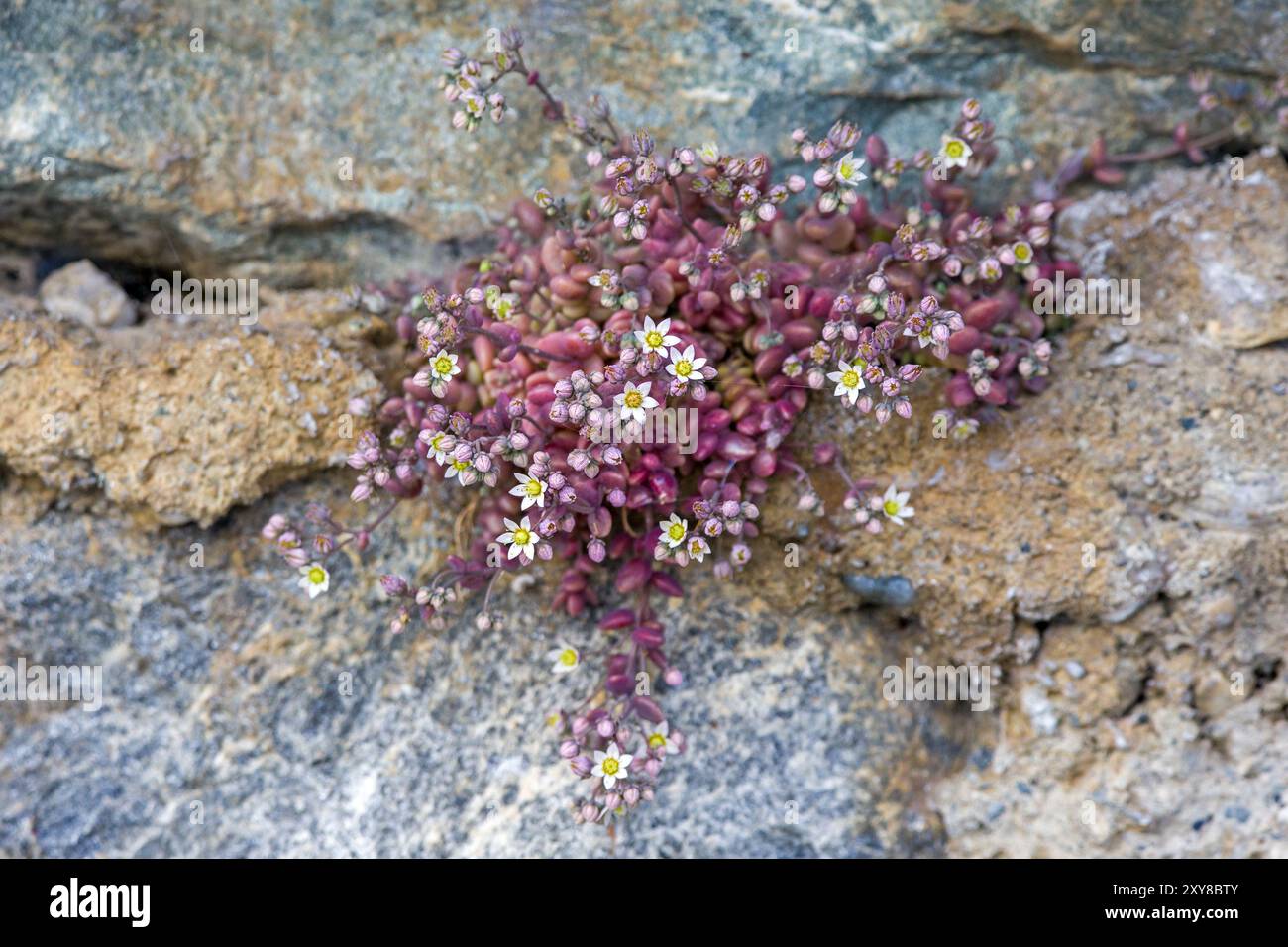 un mucchio di piccoli fiori bianchi e gemme rosa della pietra dai lieviti spessi su una roccia Foto Stock