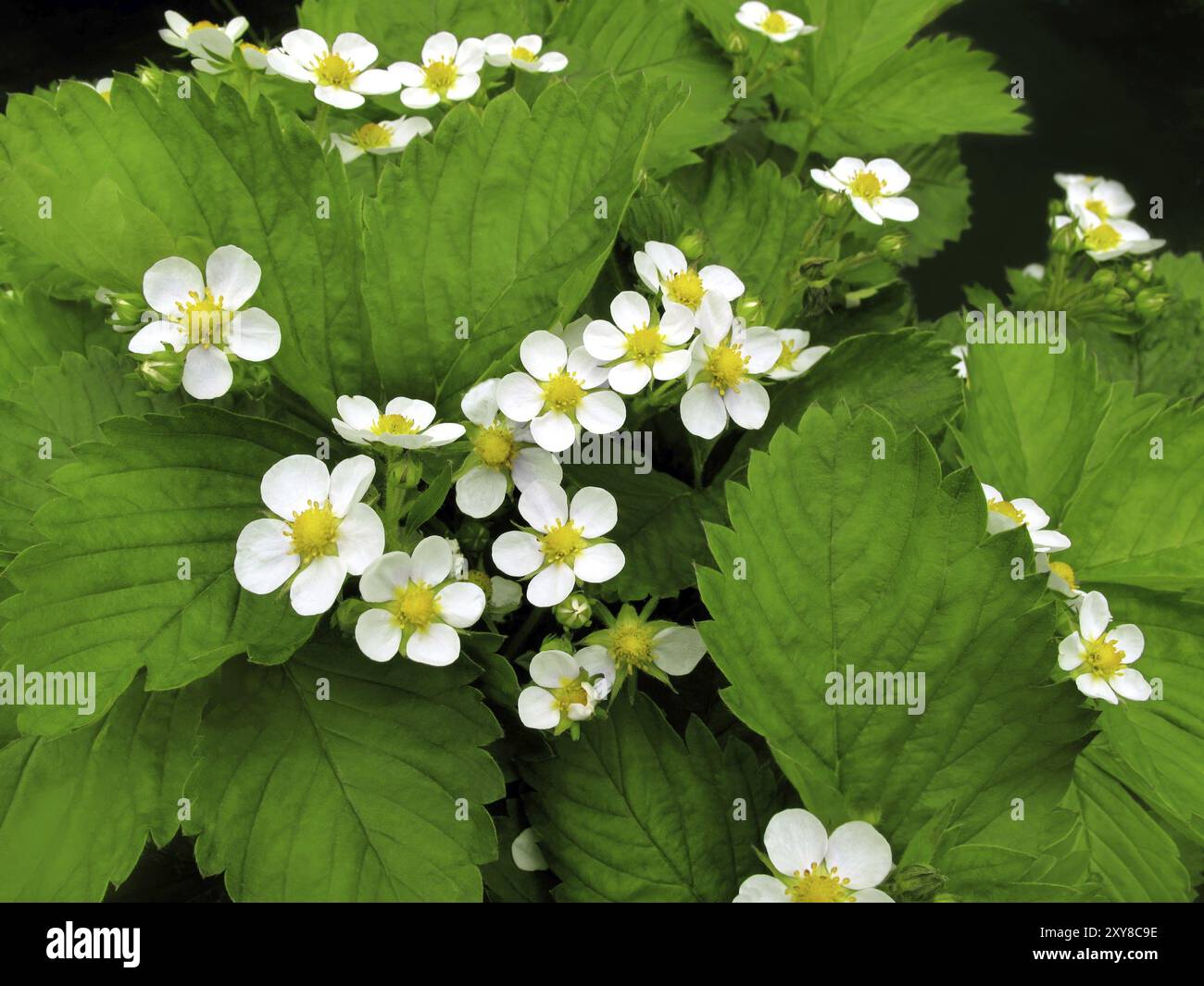 Primo piano di bellissimi fiori di fragole Foto Stock