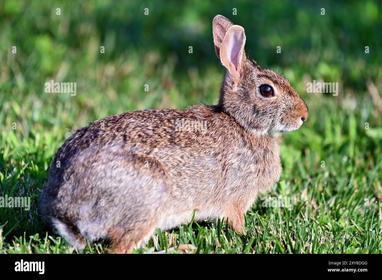 Wheaton, Illinois, Stati Uniti. Coniglio Cottontail che si forgia per il cibo in un ambiente suburbano. Foto Stock
