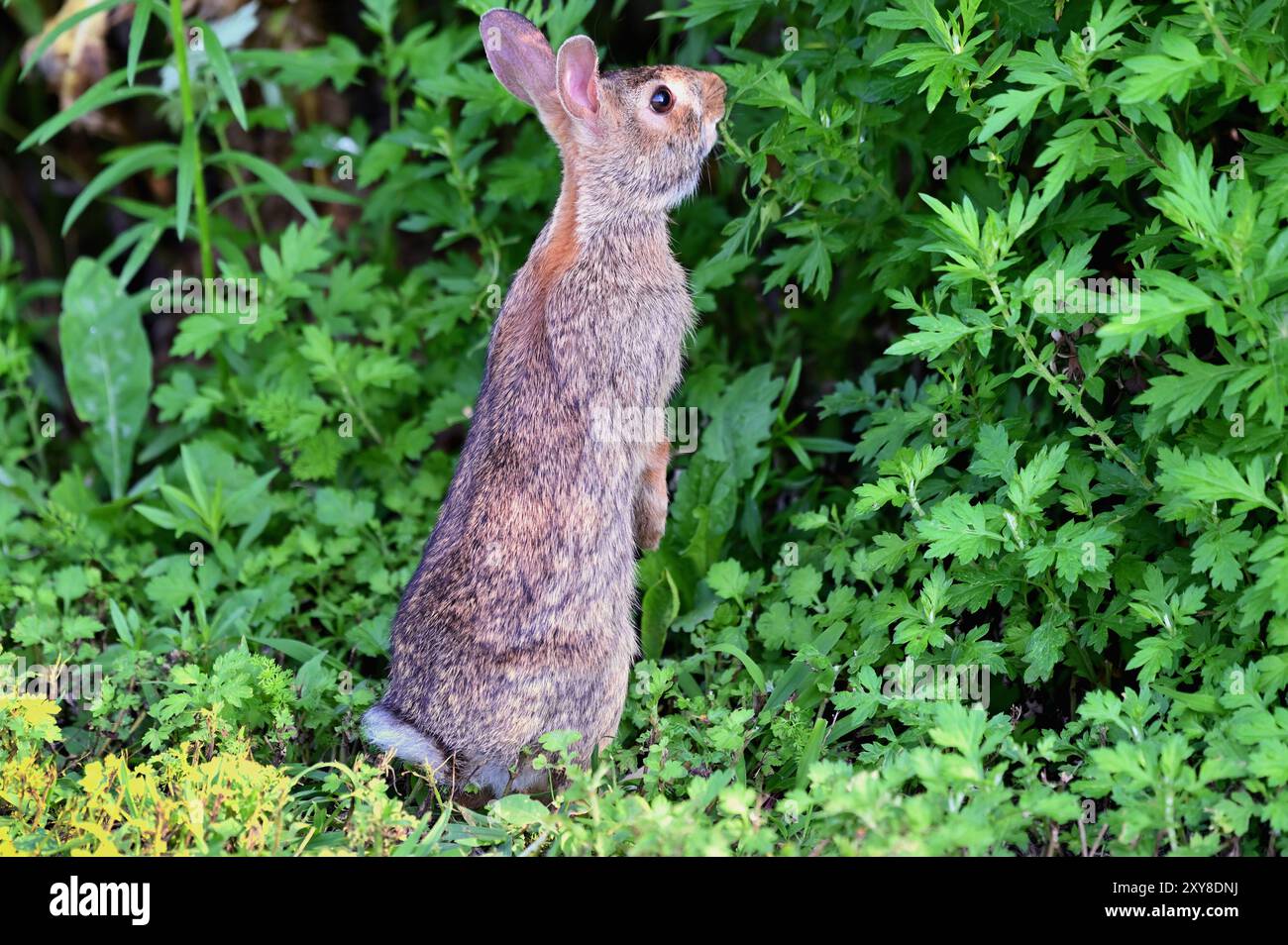 Wheaton, Illinois, Stati Uniti. Coniglio Cottontail che si forgia per il cibo in un ambiente suburbano. Foto Stock