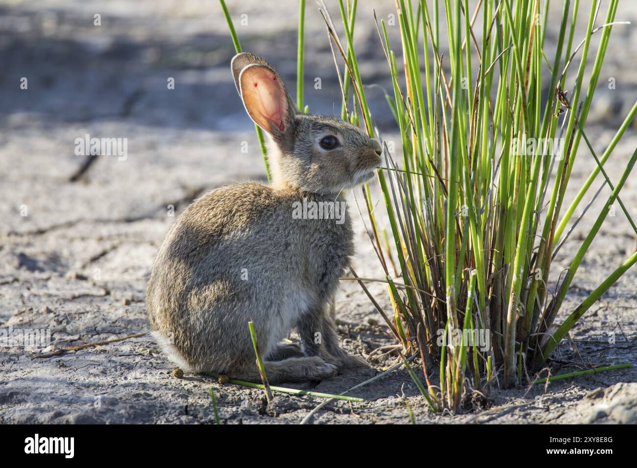 Coniglio selvatico, Oryctolagus cuniculus, rabbitaco europeo Foto Stock