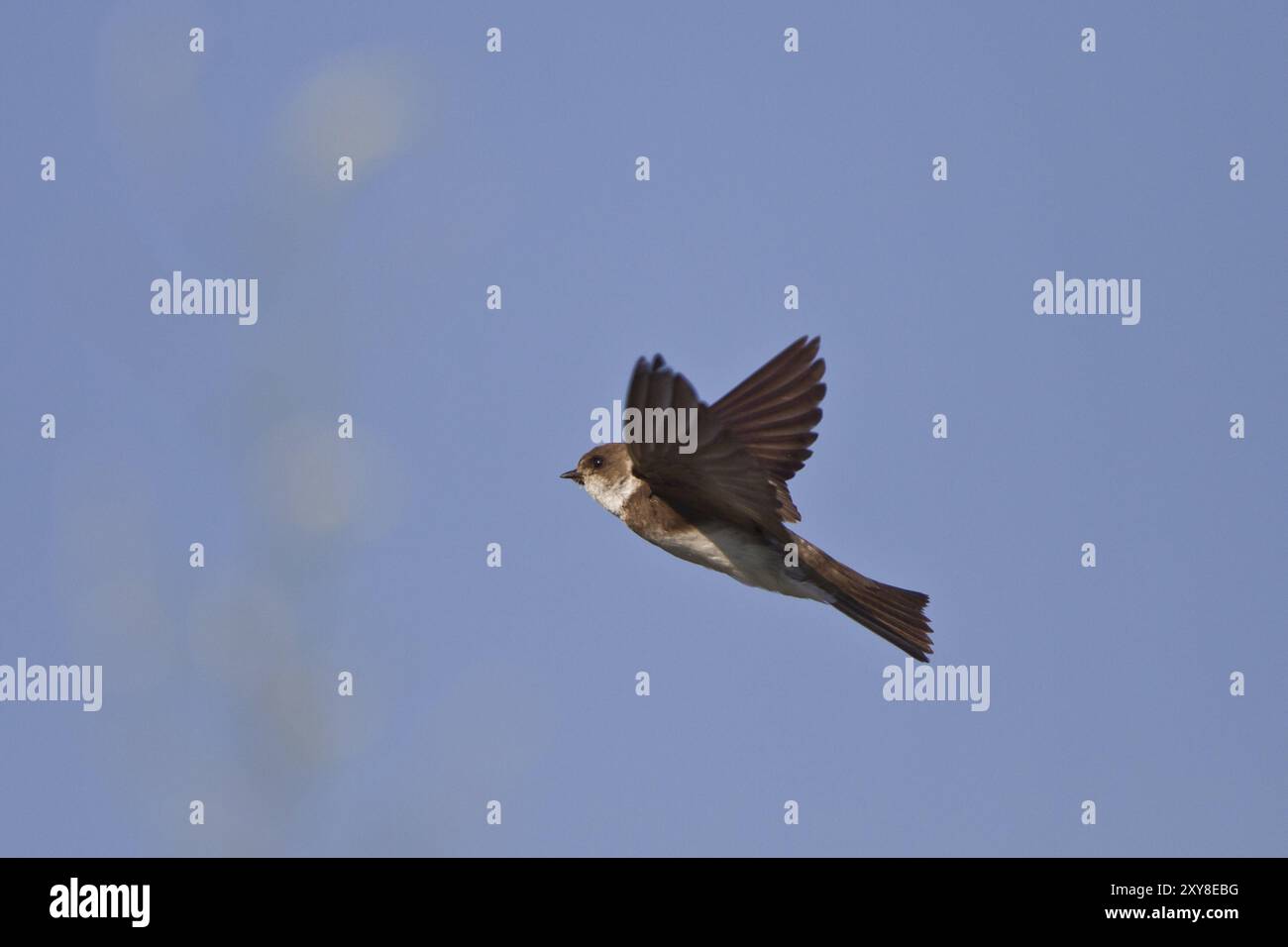 Sand martin, Riparia riparia, Sand martin Foto Stock