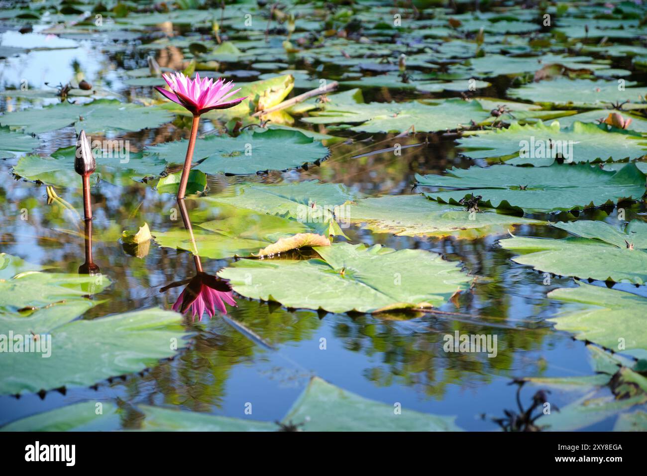 Nymphaea, giglio rosa al Parque de la Paloma. Benalmádena, Málaga, Spagna. Foto Stock