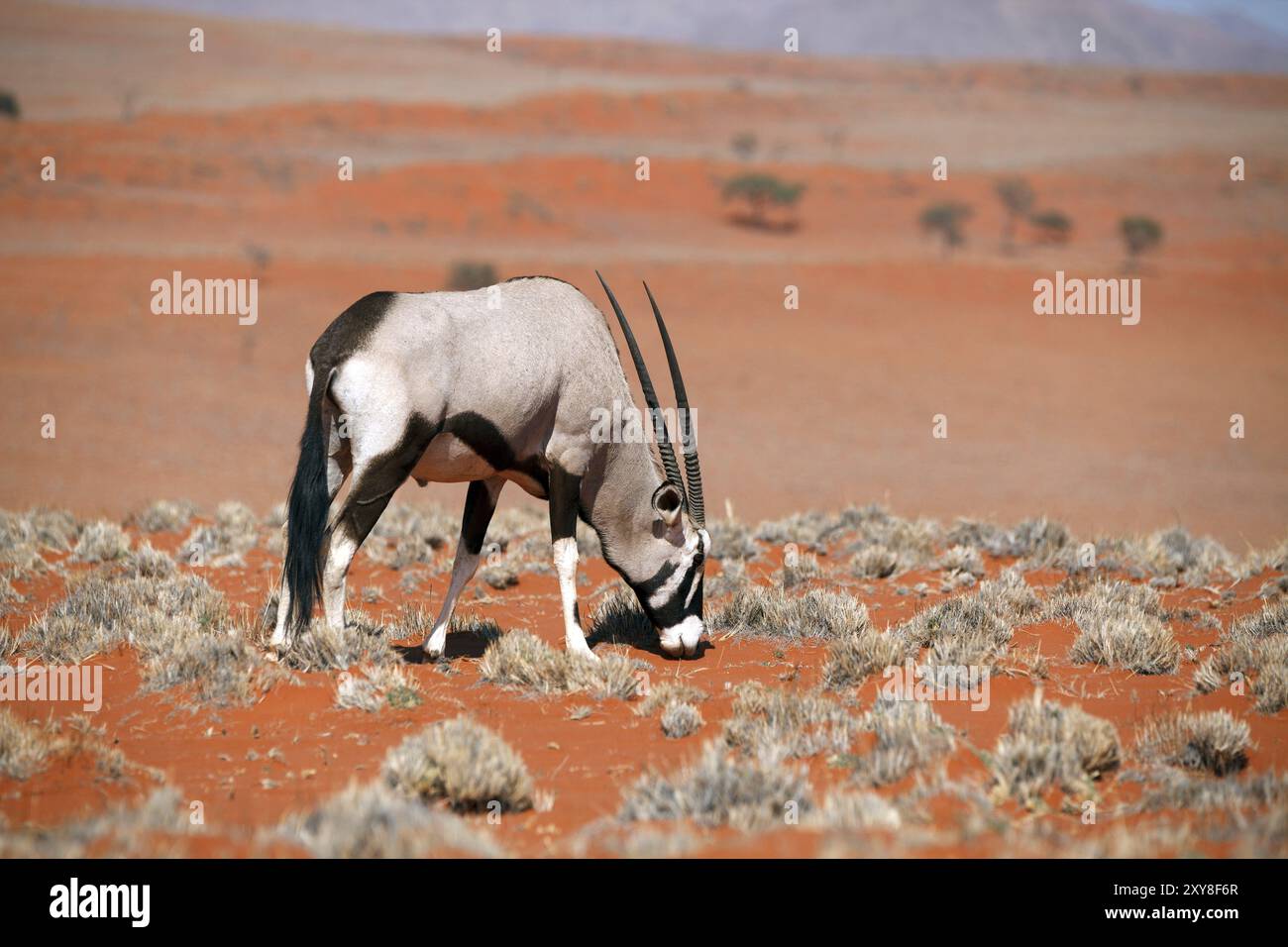 Antilope Oryx nella riserva naturale Namib Rand sui Wolwedans in Namibia Foto Stock