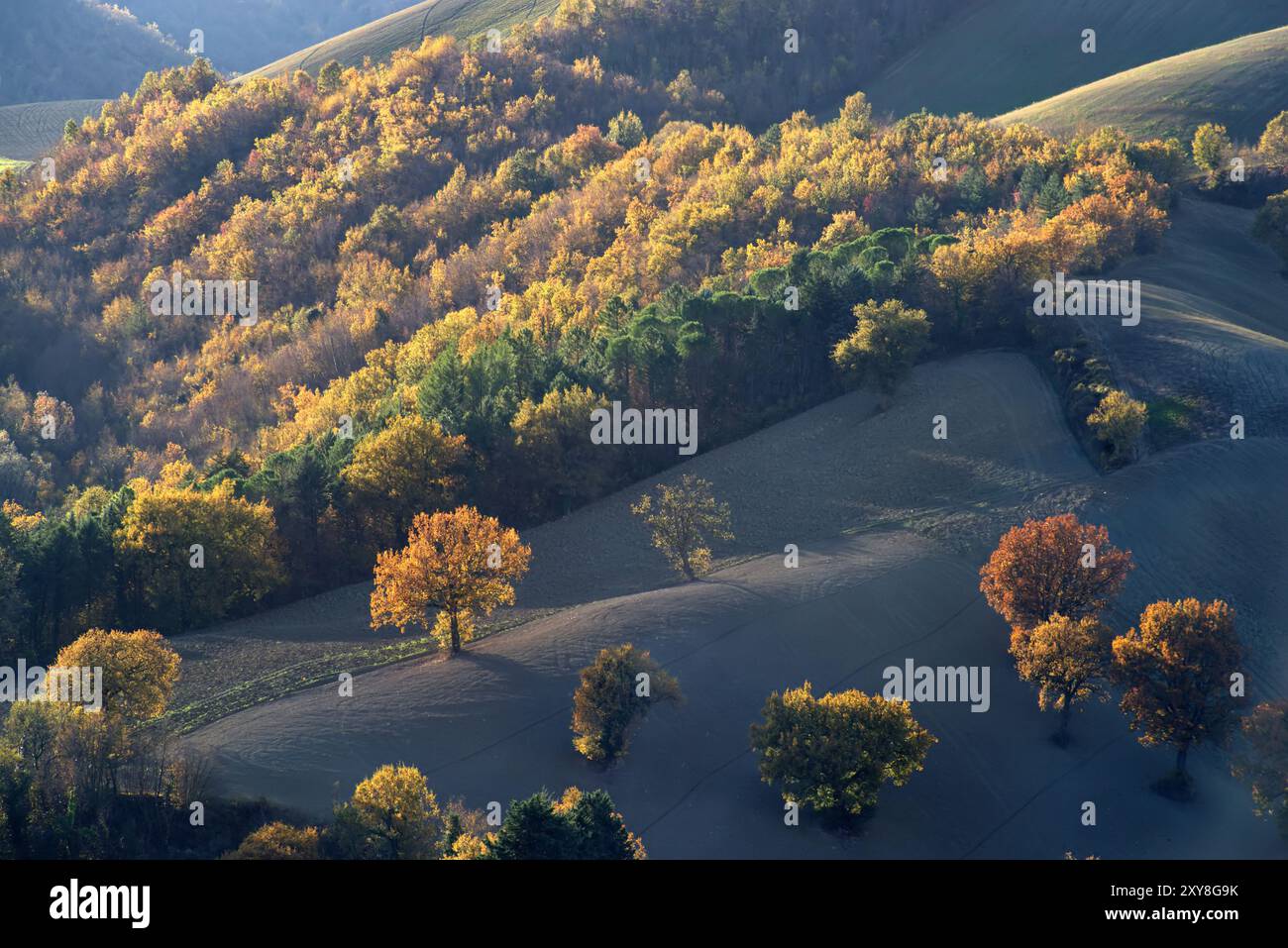 Panorama di una collina con campo arato ed alberi in veste autunnale controluce Foto Stock