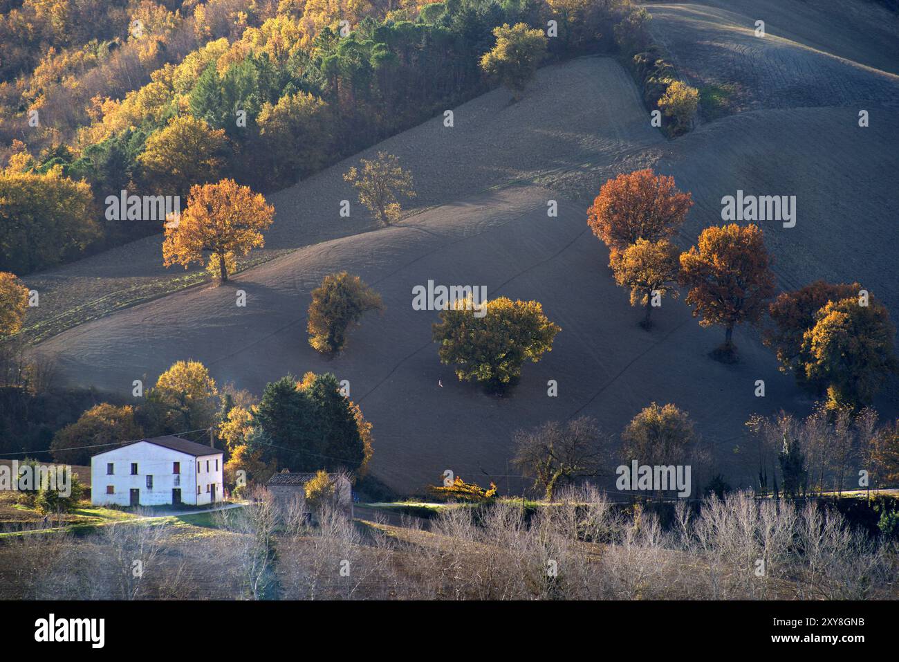 Panorama di una collina con campo arato ed alberi in veste autunnale controluce Foto Stock