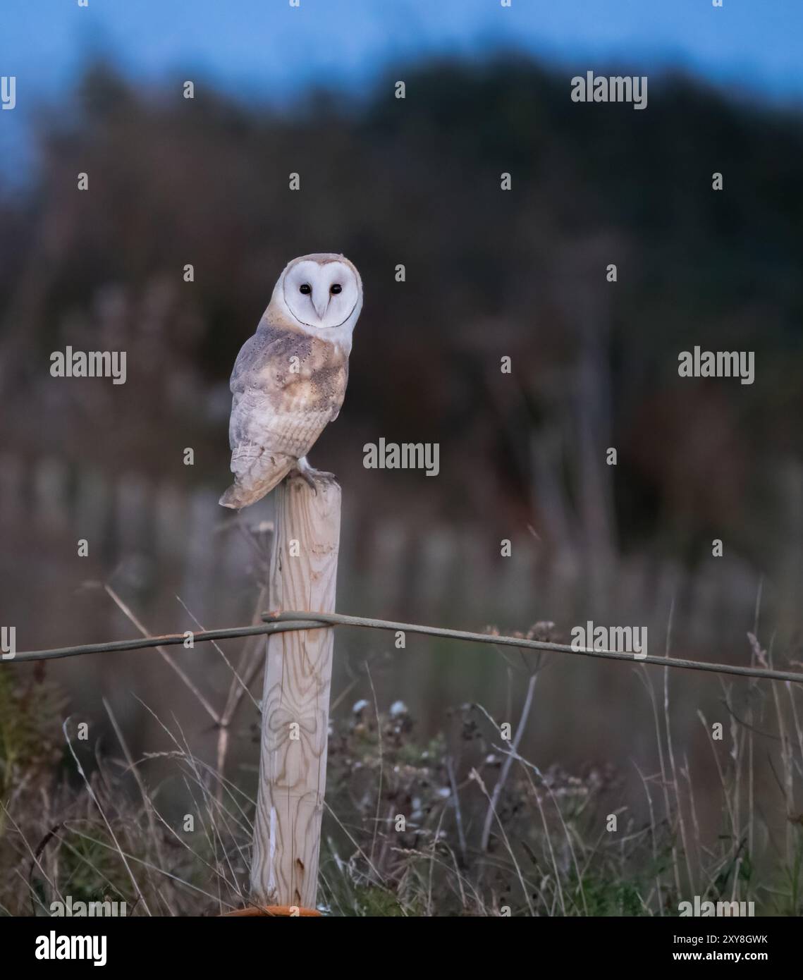 fienile alla luce della sera seduta su un palo Foto Stock