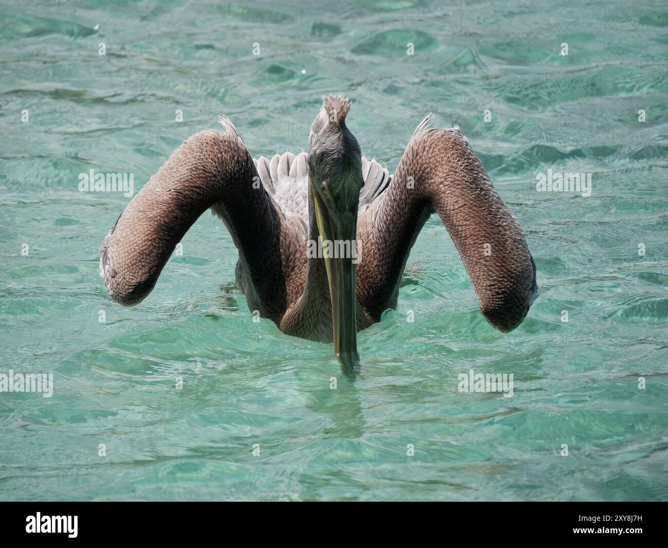 Pesca e caccia al pellicano bruno nel mare sulla spiaggia di Aruba. Foto Stock