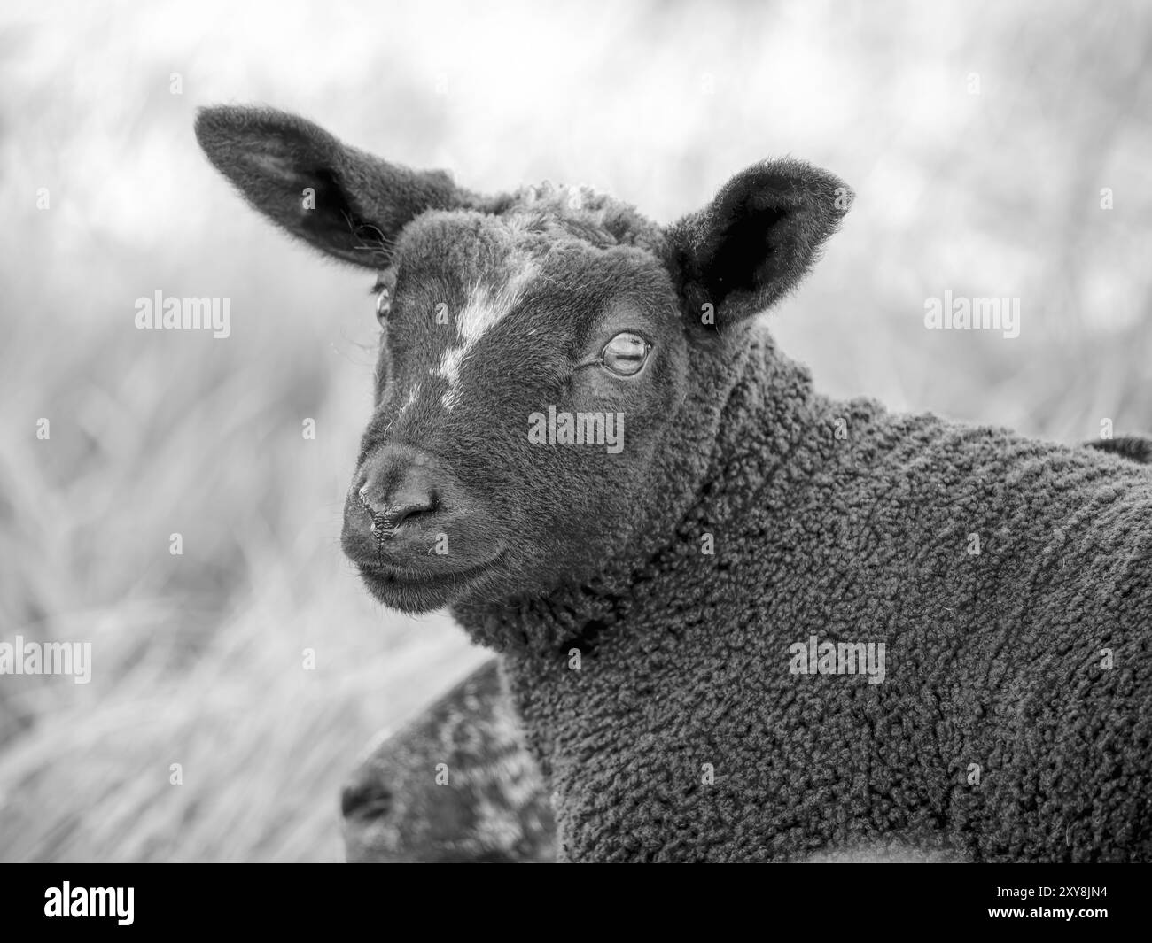 La pecora nera ha una grossa toppa bianca sulla fronte. I suoi occhi scuri guardano direttamente lo spettatore. Uno sfondo sfocato e bianco suggerisce un fienile o fe Foto Stock