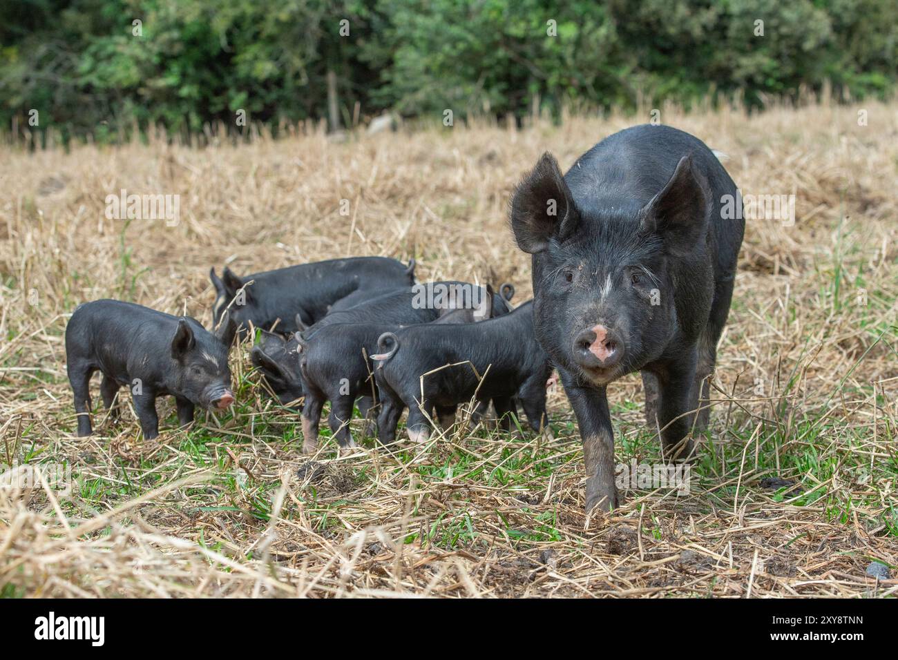 Raro suino svezzato del Berkshire e alcuni suinetti più giovani Foto Stock