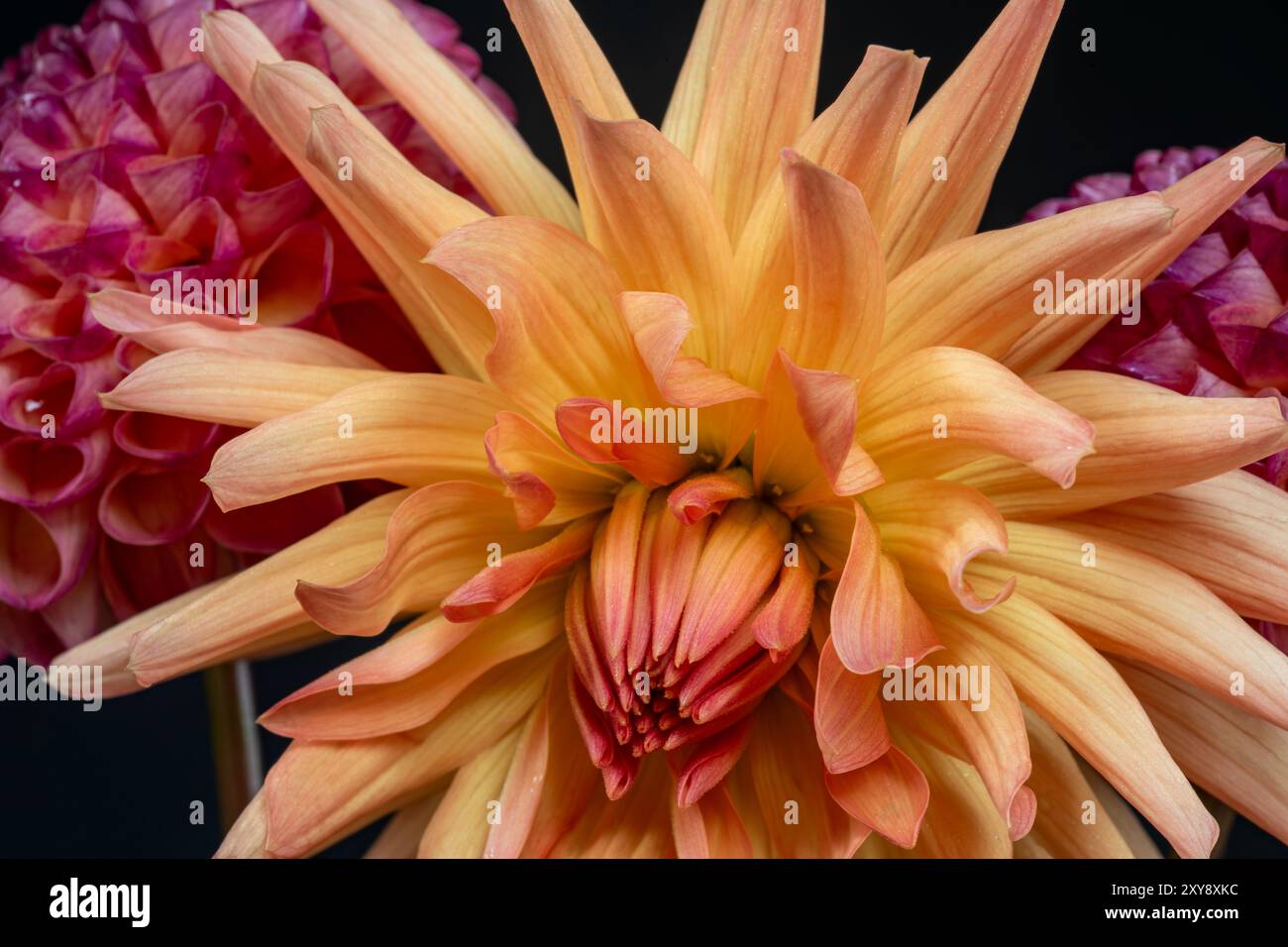 WA25617-00...WASHINGTON - Dinnerplate dahlia di fronte ad un paio di dahlia rosa. Foto Stock