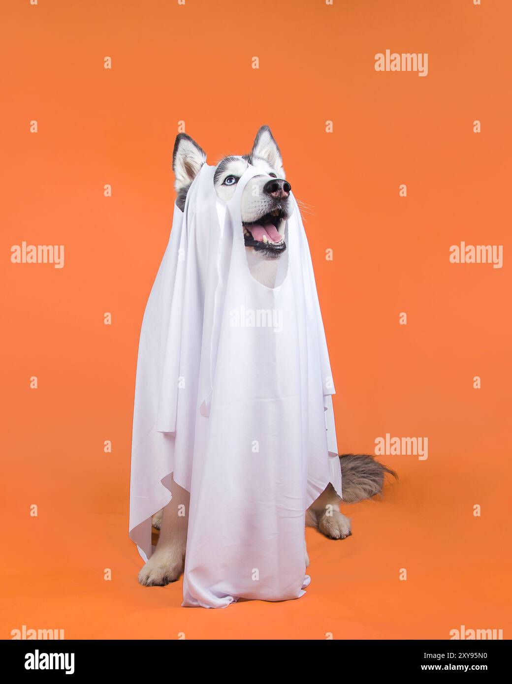 Una donna in bianco e nero Siberian Husky che indossa un costume fantasma bianco su sfondo arancione per Halloween. Foto Stock