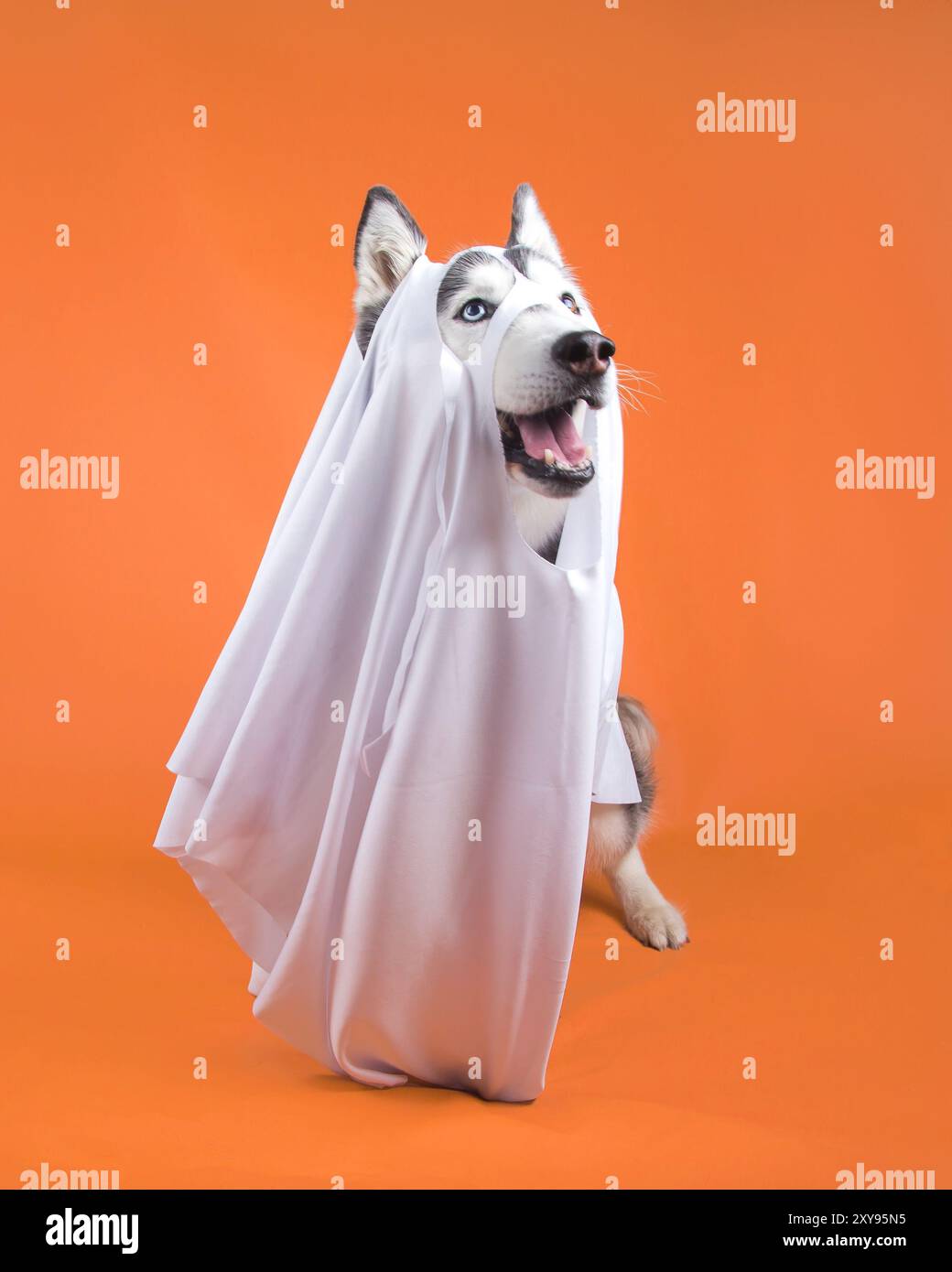 Una donna in bianco e nero Siberian Husky che indossa un costume fantasma bianco su sfondo arancione per Halloween. Foto Stock