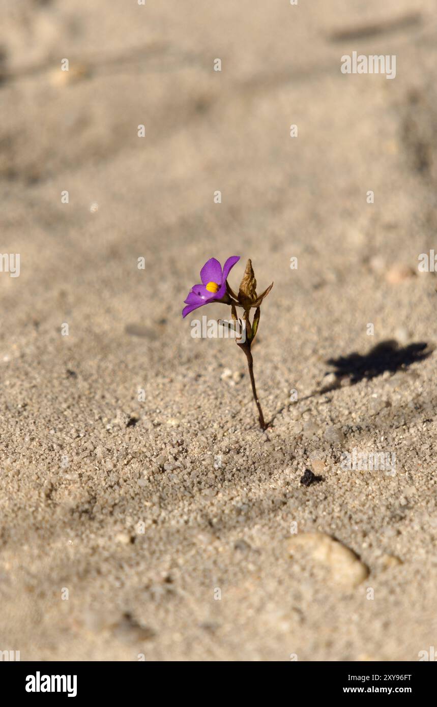 Bellissimo fiore semplice che cresce in un ambiente duro e sabbioso, il Madagascar. Foto Stock