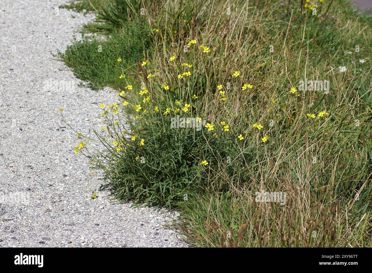 Diplotaxis tenuifolia, razzo perenne e erba alta che crescono lungo un percorso di conchiglie. Estate, agosto, Paesi Bassi Foto Stock