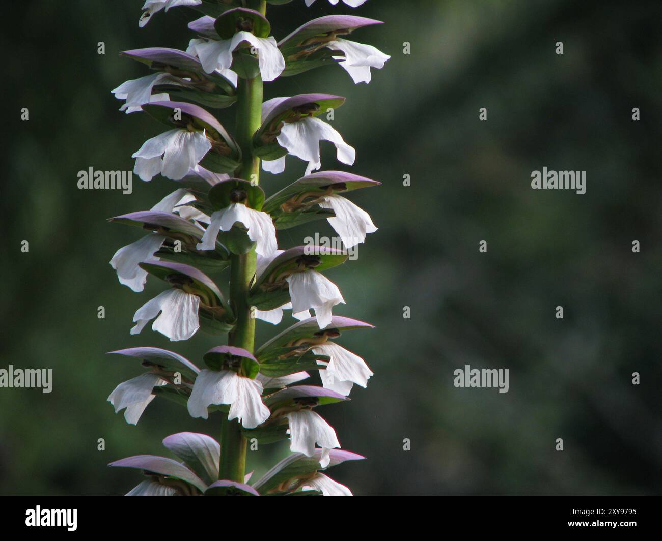 Pianta di acanto spinosus nel Giardino Botanico di Loja, Ecuador Foto Stock