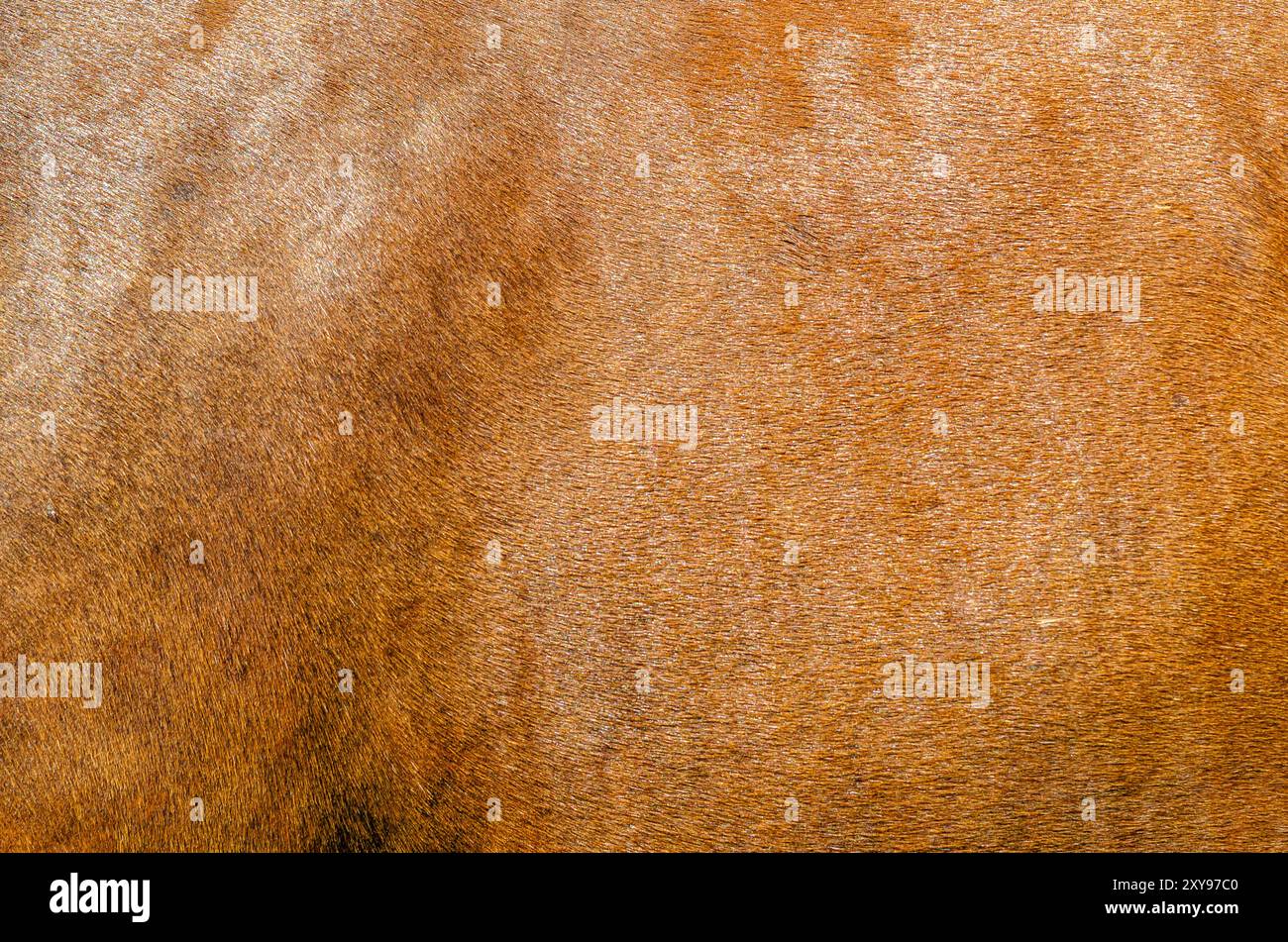 Primo piano della schiena del cavallo. Pelle marrone sulla schiena del cavallo in modalità a schermo intero. Biologia degli animali Foto Stock