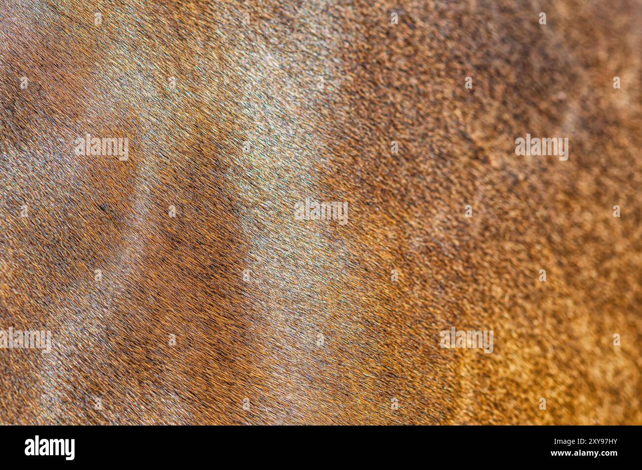 Pelle marrone sulla schiena del cavallo in modalità a schermo intero. Primo piano della schiena del cavallo. Biologia degli animali Foto Stock