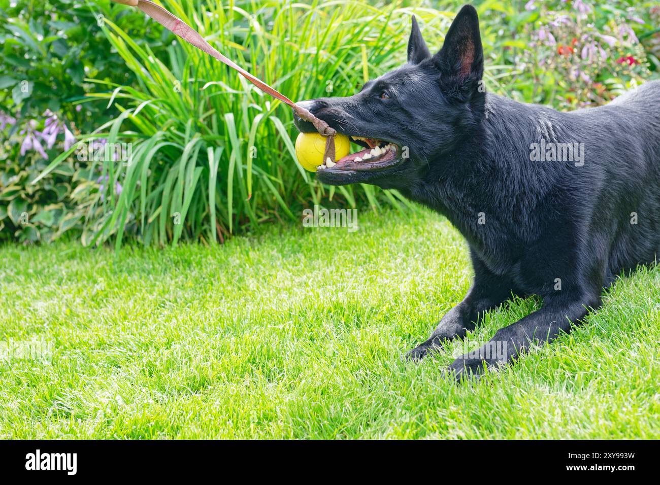 Il pastore tedesco tira una palla su una corda con i denti Foto Stock