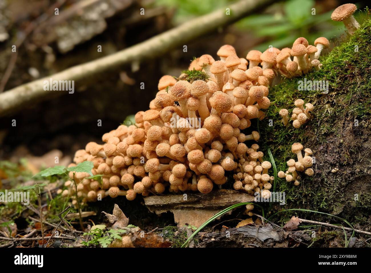 Grandi gruppi di funghi agarici di miele crescono sul tronco dell'albero tra il muschio verde nella foresta. Primo piano sui funghi commestibili selvatici. Messa a fuoco selettiva. Foto Stock