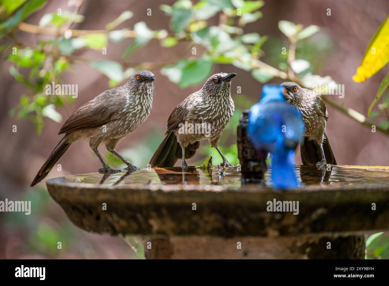 Sudafrica, Kruger National Park, starling con sfondo viola (Cinnyricinclus leucogaster), donna Foto Stock