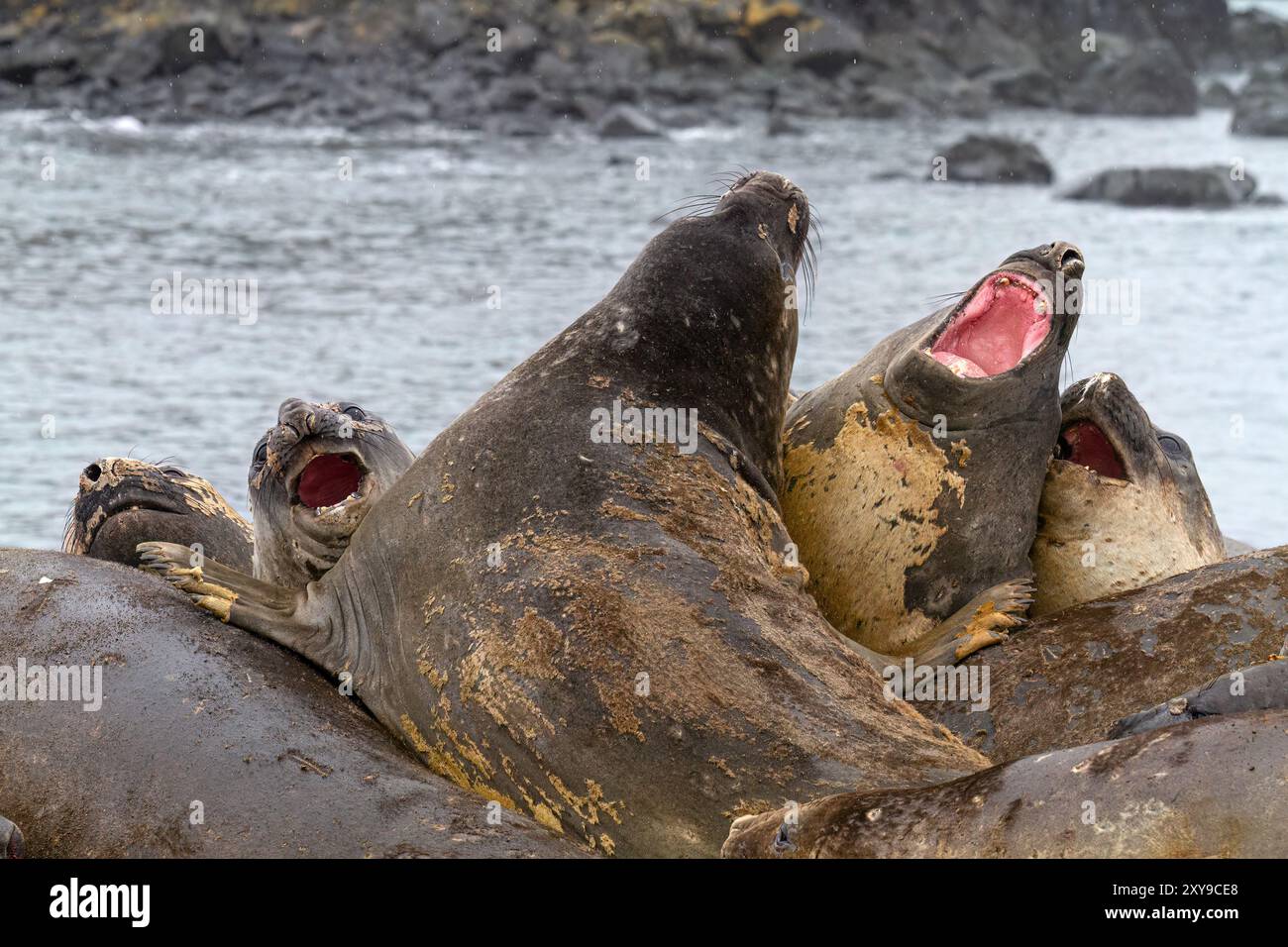 Le foche degli elefanti meridionali, Mirounga leonina, si recarono per la loro muta catastrofica annuale sulla spiaggia di Snow Island, in Antartide. Foto Stock