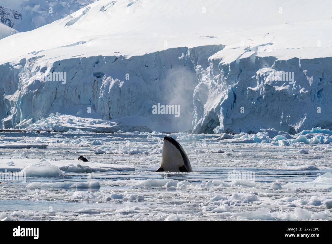 Impacchettare le orche di tipo B, Orcinus orca, alla ricerca di una foca leopardata, Hydrurga leptonyx, su un fondo di ghiaccio in Antartide. Foto Stock