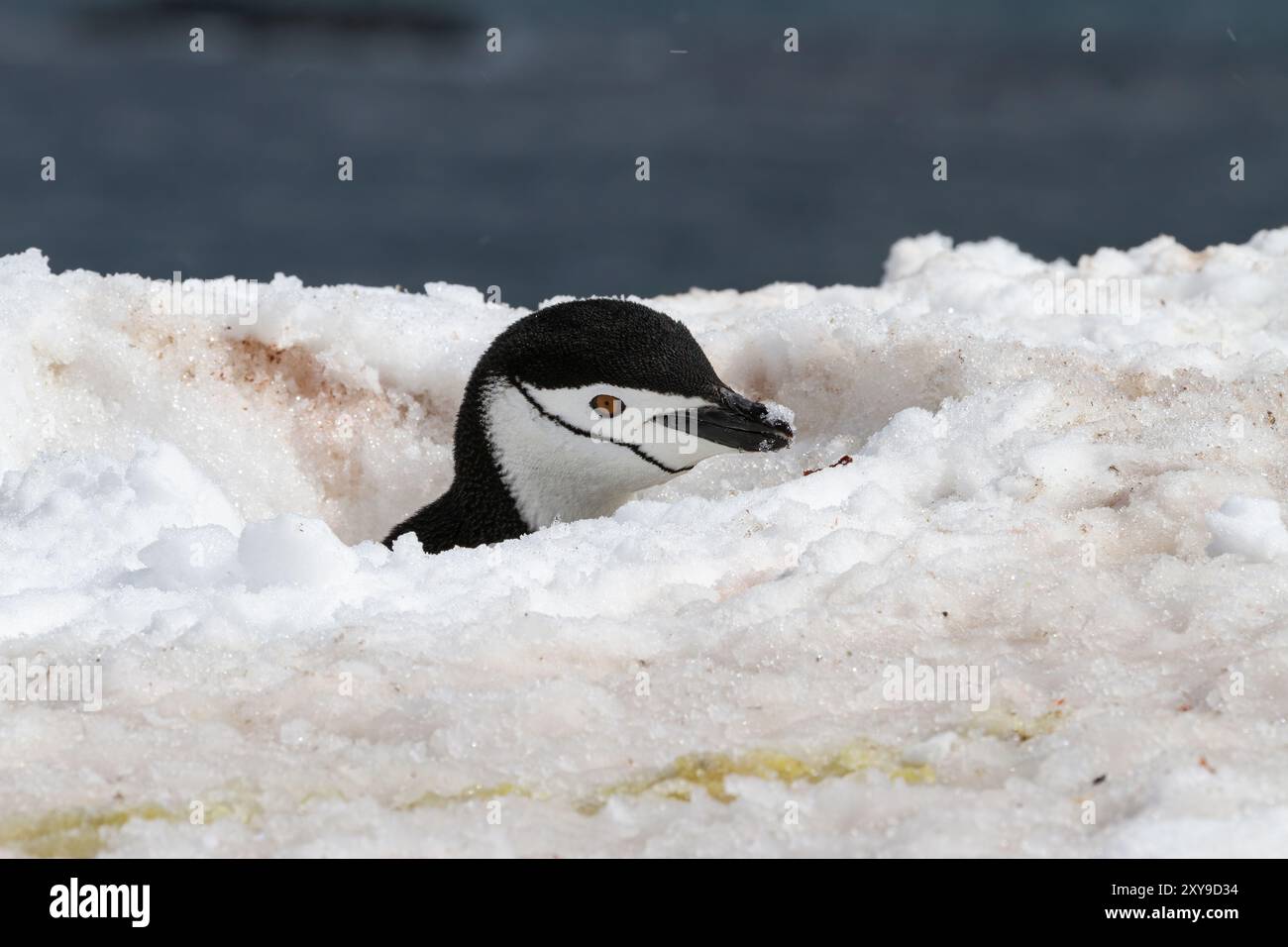 Pinguino adulto con cinturino, Pygoscelis antartide, nella colonia di riproduzione di Half Moon Island, Antartide. Foto Stock