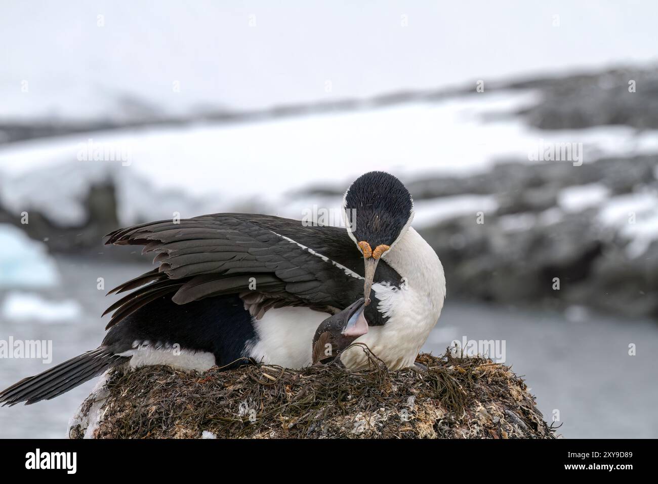 Shag antartico, Phalacrocorax atriceps bransfieldensis, con pulcino sul nido nel sito di riproduzione a Jougla Point, Antartide. Foto Stock