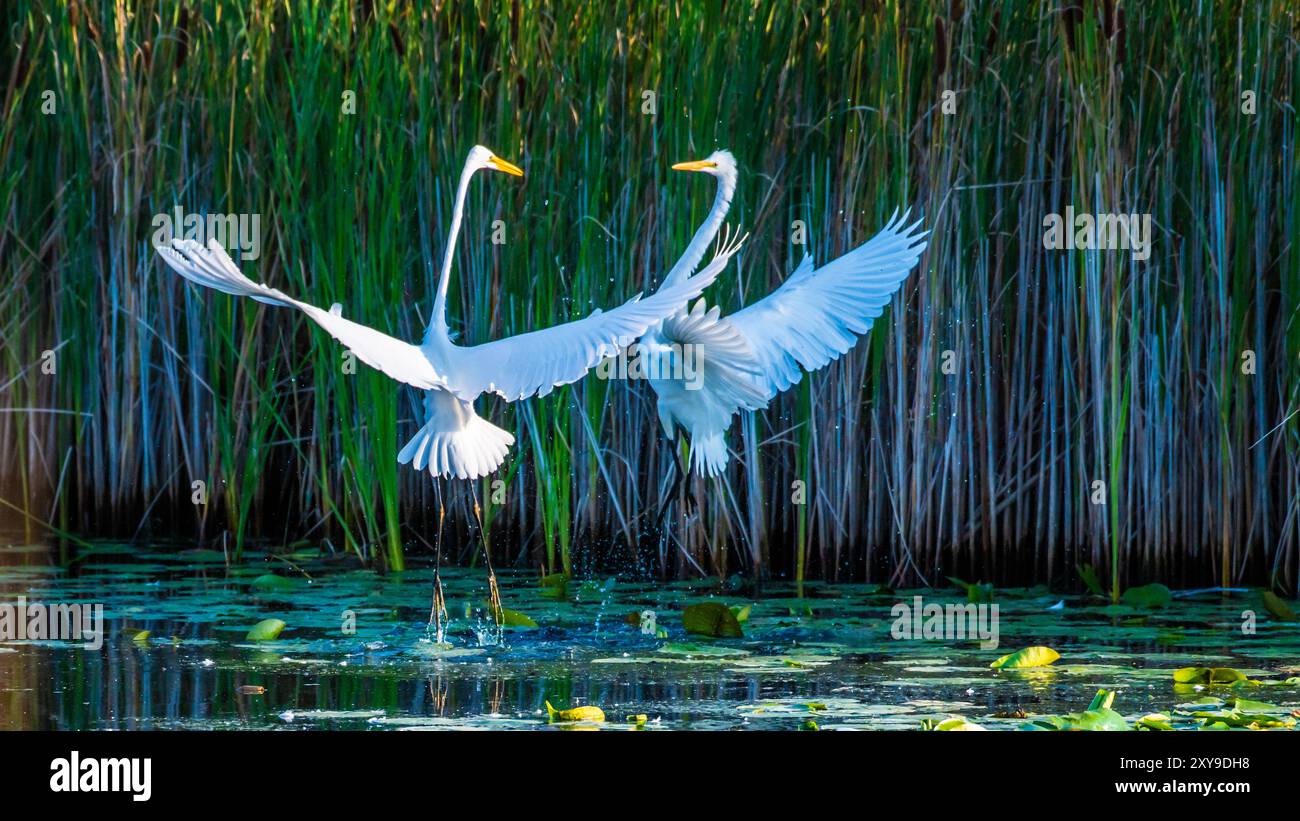 Due grandi Egret combattenti, uccelli da guado alti e a gambe lunghe con collo lungo e ricurvo A S e lunghe bollette simili a pugnali. i loro lunghi colli incastrati Foto Stock