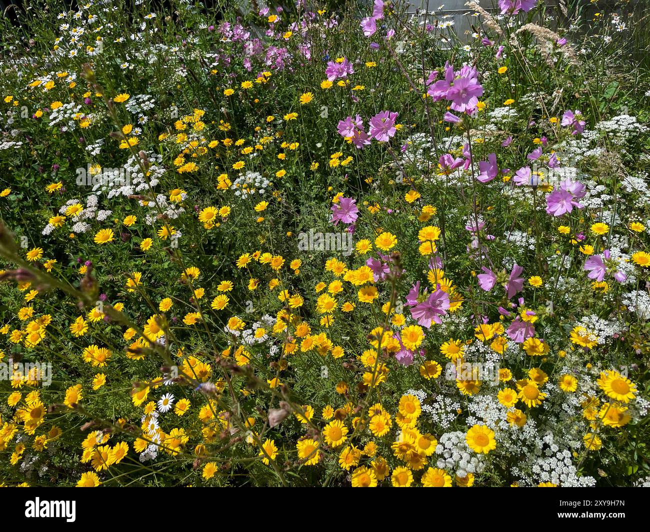 Färberkamille, Cota tinctoria, Kamille Pflanze mit gelben Blüten auf einer Wiese Foto Stock