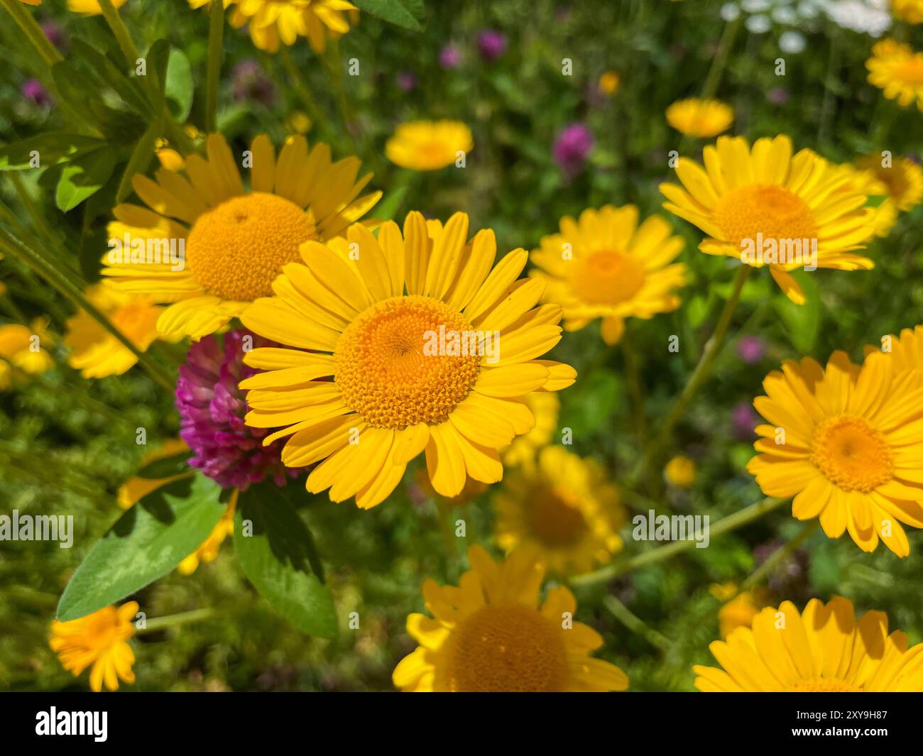 Färberkamille, Cota tinctoria, Kamille Pflanze mit gelben Blüten auf einer Wiese Foto Stock