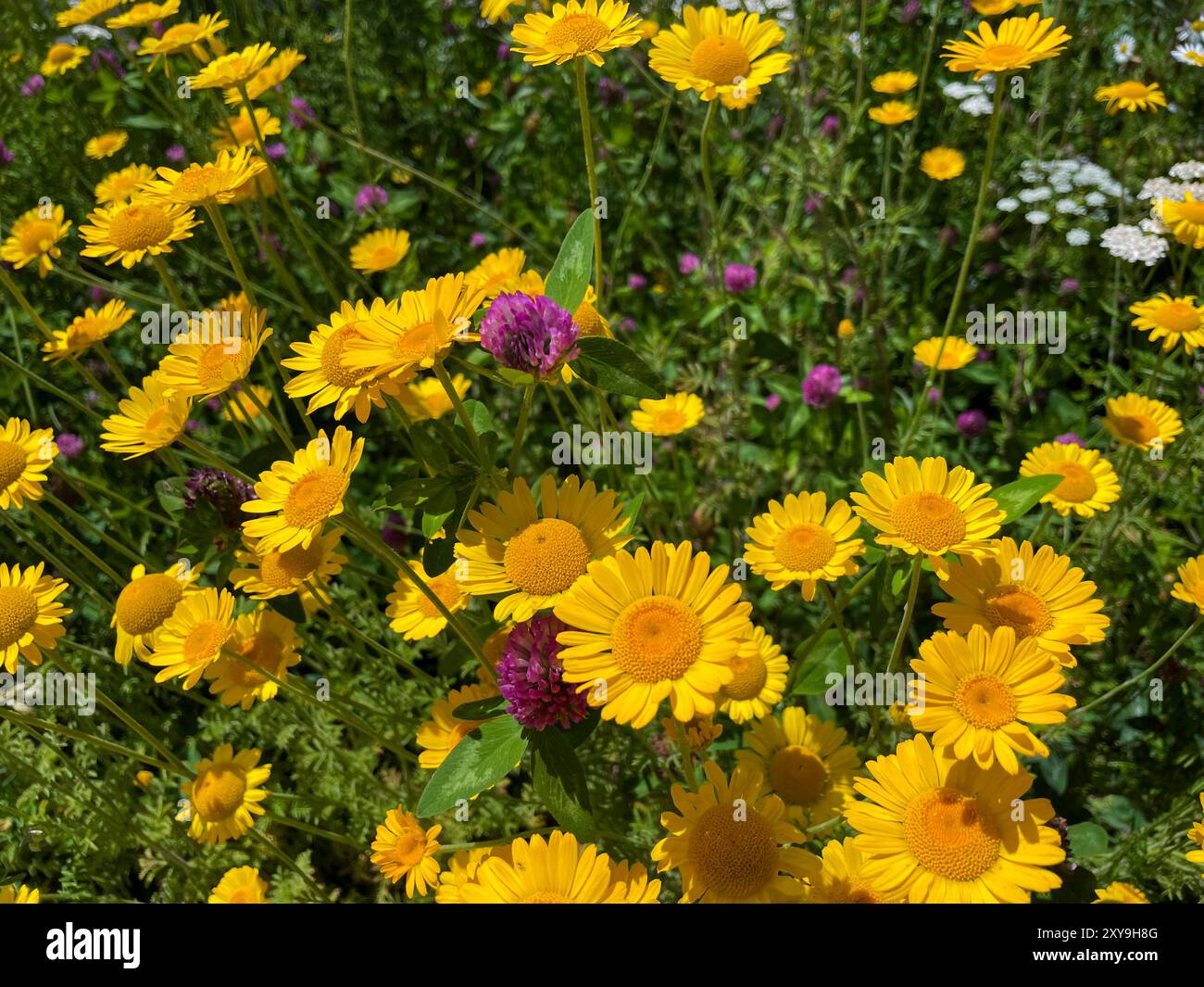 Färberkamille, Cota tinctoria, Kamille Pflanze mit gelben Blüten auf einer Wiese Foto Stock