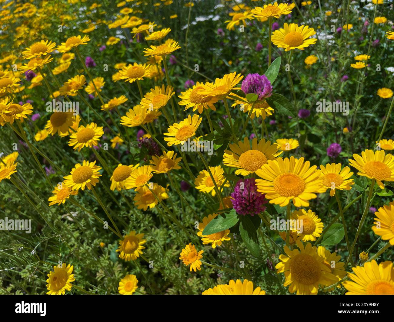 Färberkamille, Cota tinctoria, Kamille Pflanze mit gelben Blüten auf einer Wiese Foto Stock