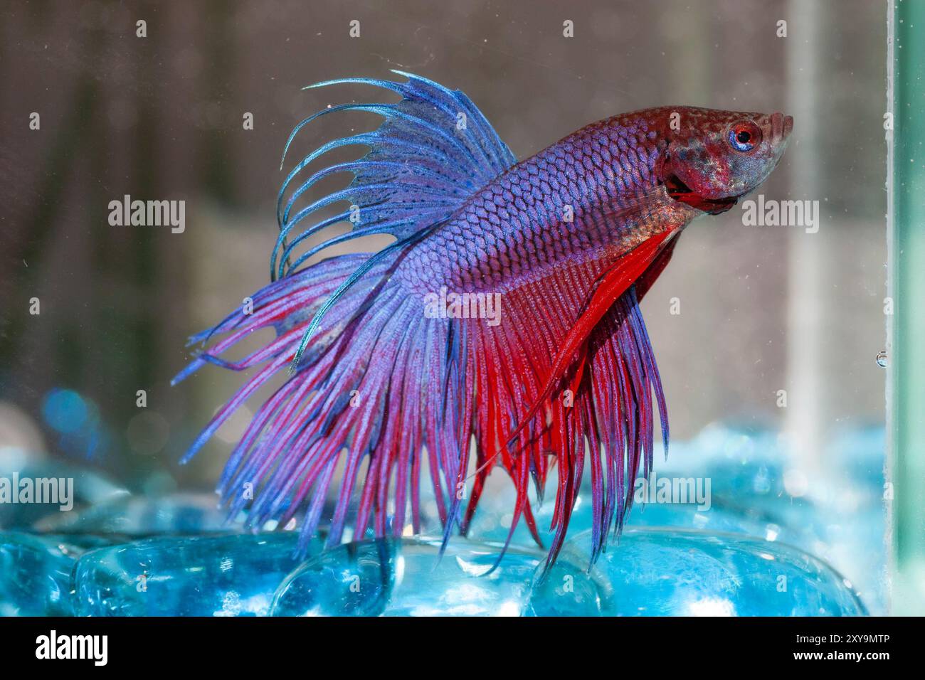 Primo piano di un pesce combattente, betta Fish. Siamese Fighting Fish. Betta Fish splendide esposizioni di colore e grazia in ambienti acquatici. Foto Stock