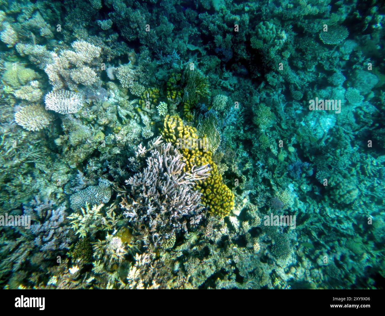 Nelle barriere coralline del Mar Rosso a Hurghada prospera una vita marina diversificata, che mostra intricate formazioni coralline e colori vivaci durante un'affascinante esperienza Foto Stock