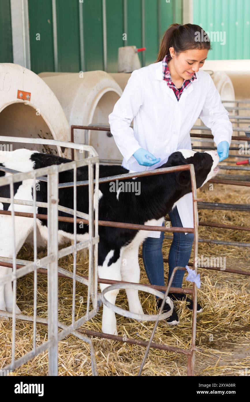 Il veterinario positivo giovane femmina esamina attentamente il vitello Foto Stock