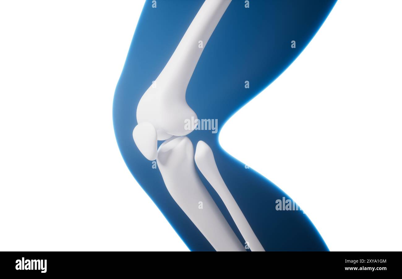 Osso della gamba nel corpo umano trasparente, rendering 3d. Illustrazione 3D. Foto Stock