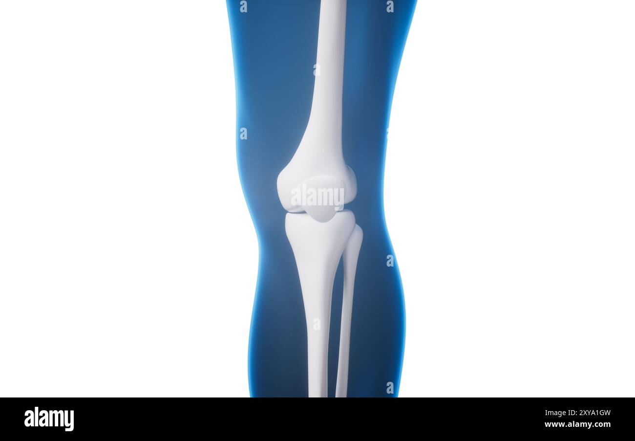 Osso della gamba nel corpo umano trasparente, rendering 3d. Illustrazione 3D. Foto Stock