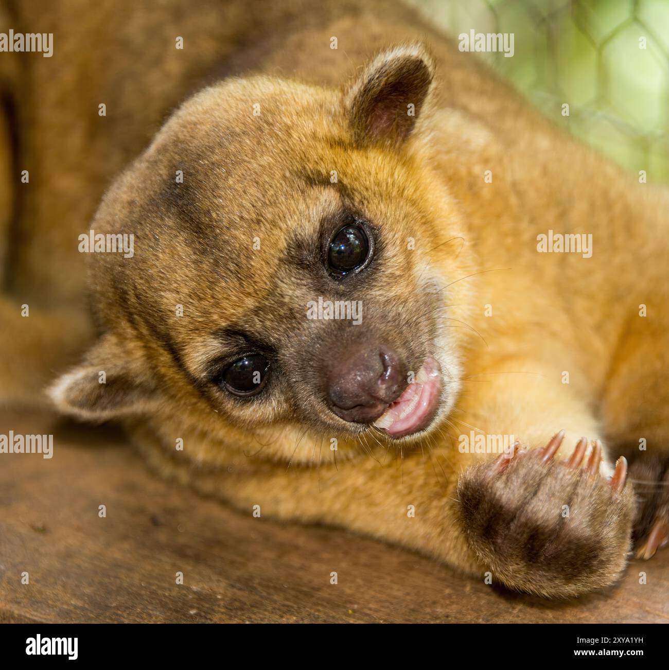 Kinkajou Foto Stock