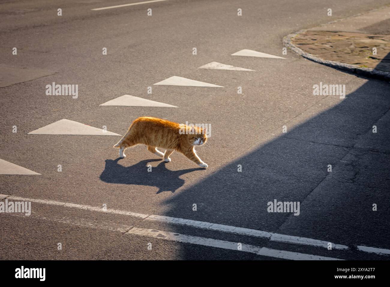 Un gatto ghiacciato allo zenzero che attraversa la strada con dignità. Giornata di sole, Nexo, isola di Bornholm, Danimarca Foto Stock