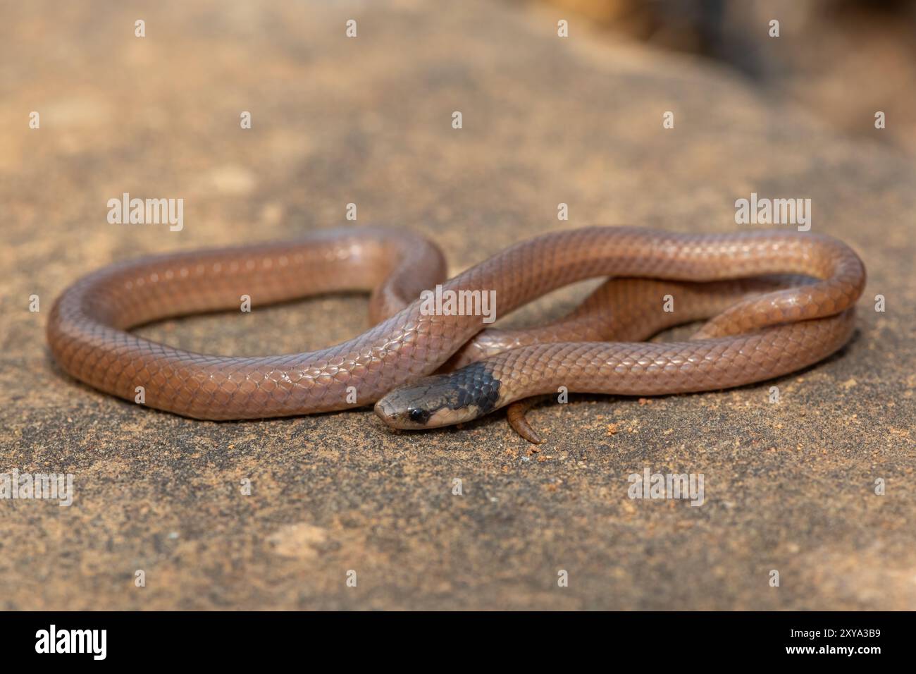 Un bellissimo centipede dalla testa nera (Aparallactus capensis), conosciuto anche come mangiatore di centipede del Capo, in natura Foto Stock