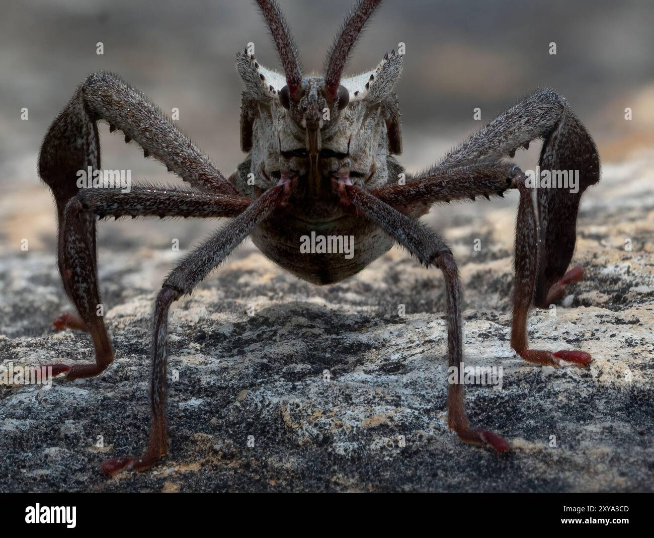 Bug a foglia ( Acanthocephala terminalis ) Foto Stock