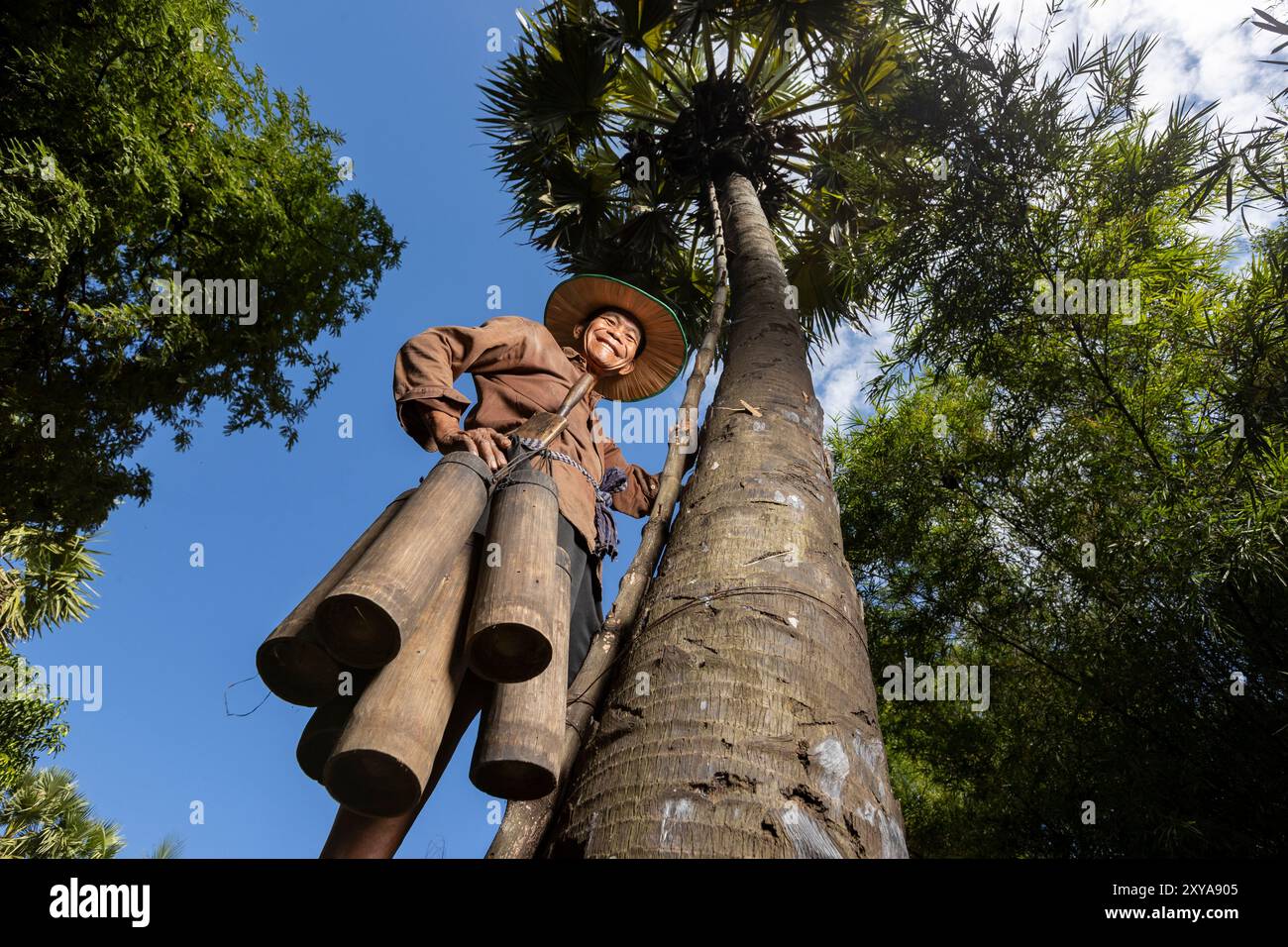 Un agricoltore che raccoglie nettare di palma da zucchero, Kampong Chhnang, Cambogia. Foto Stock