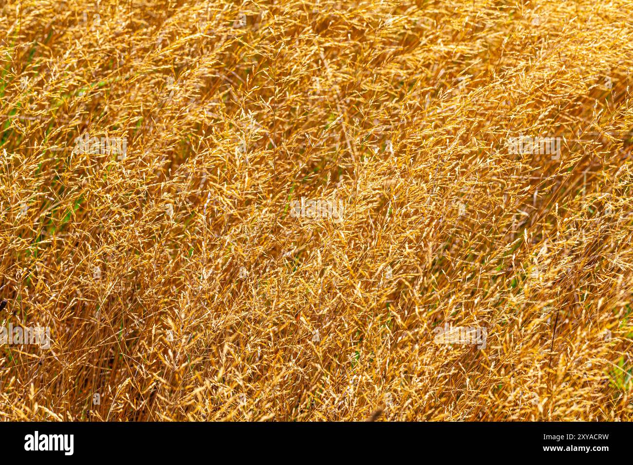 Sfondo astratto di erba secca al Gary Point Park di Steveston, Columbia Britannica, Canada Foto Stock