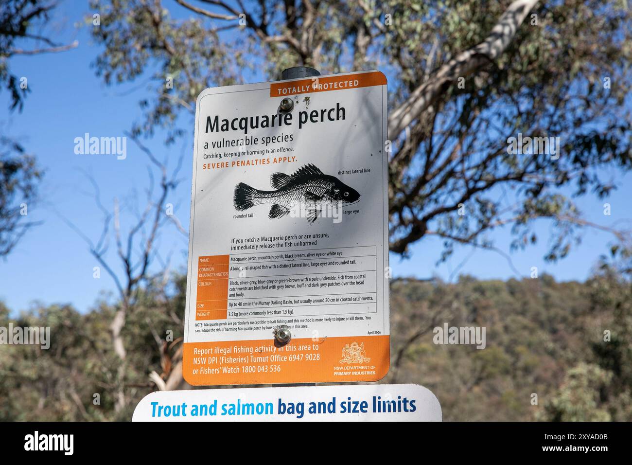 Macquarie Perch una specie ittica vulnerabile in australia è una specie totalmente protetta, segno di pesca nel parco nazionale del nuovo Galles del Sud, Australia Foto Stock