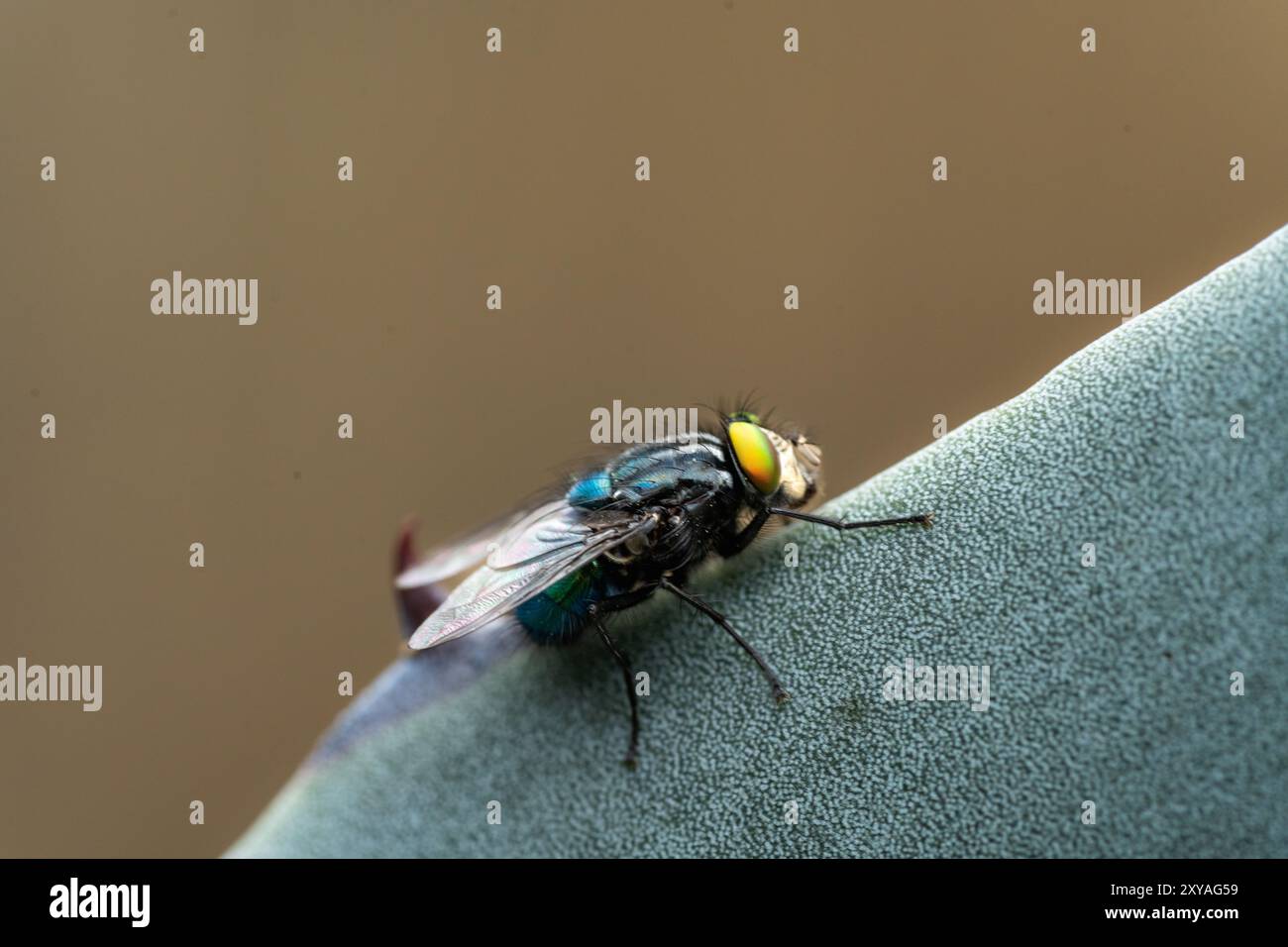 Foto macro di una mosca che poggia su un cactus, evidenziando l'intrigante interazione della vita del deserto con texture dettagliate e colori vivaci. Foto Stock