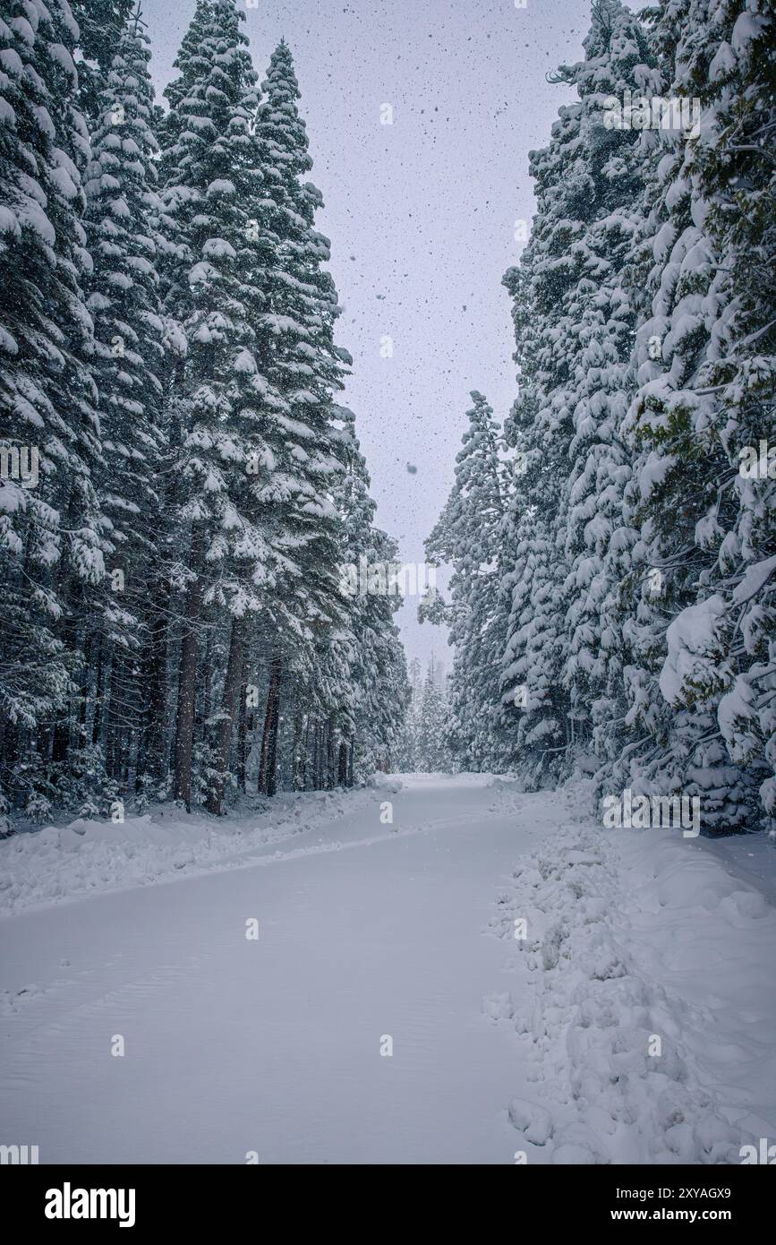 Neve che scende in grossi fiocchi lungo Ice House Road in California Foto Stock