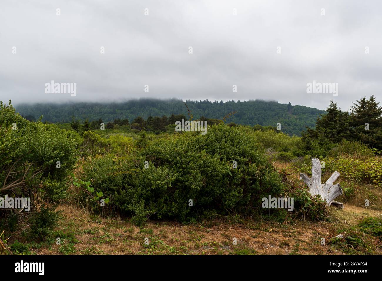 Cielo coperto al Redwood National and State Park, California, Stati Uniti Foto Stock