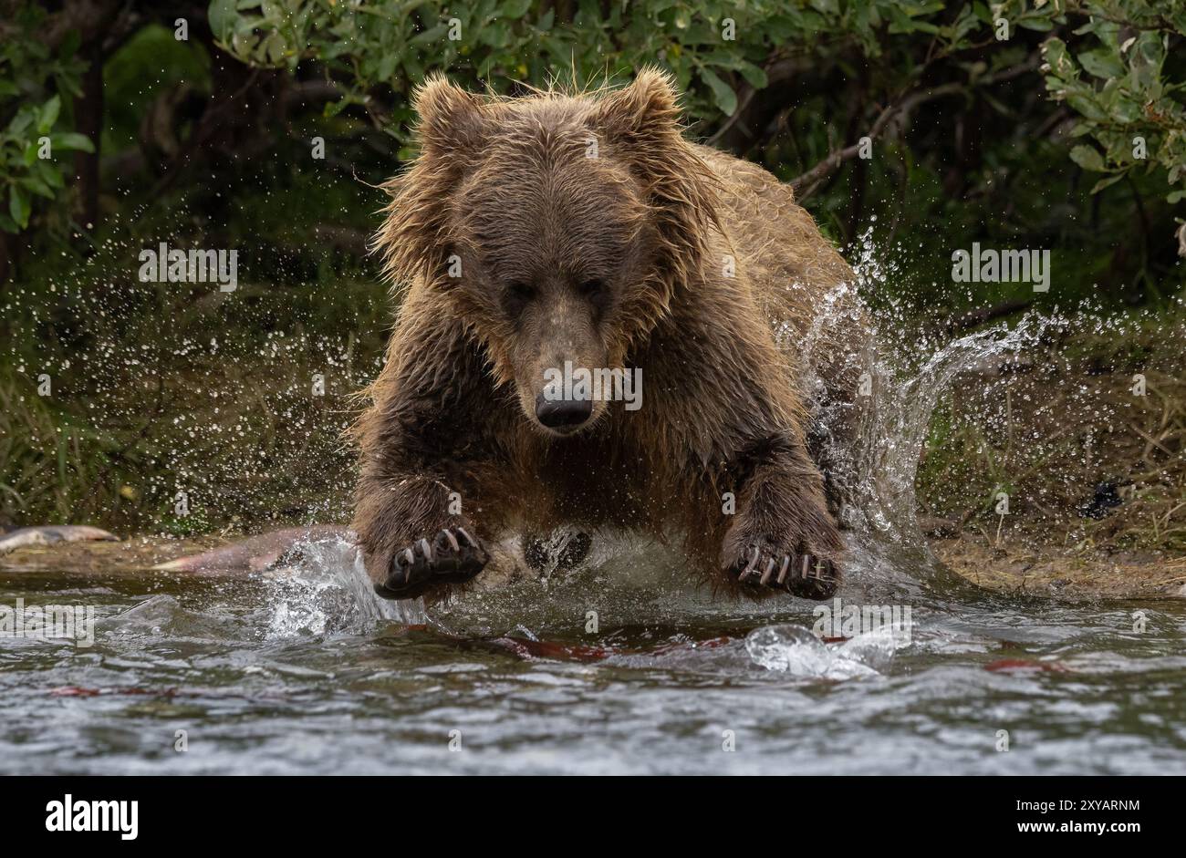 Orso bruno che pesca il salmone a Katmai, Alaska Foto Stock